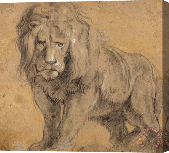 Peter Paul Rubens Lion Stretched Canvas Painting / Canvas Art