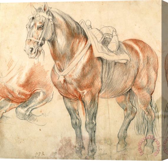 Peter Paul Rubens Saddled Horse, C. 1615 1618 Stretched Canvas Print / Canvas Art
