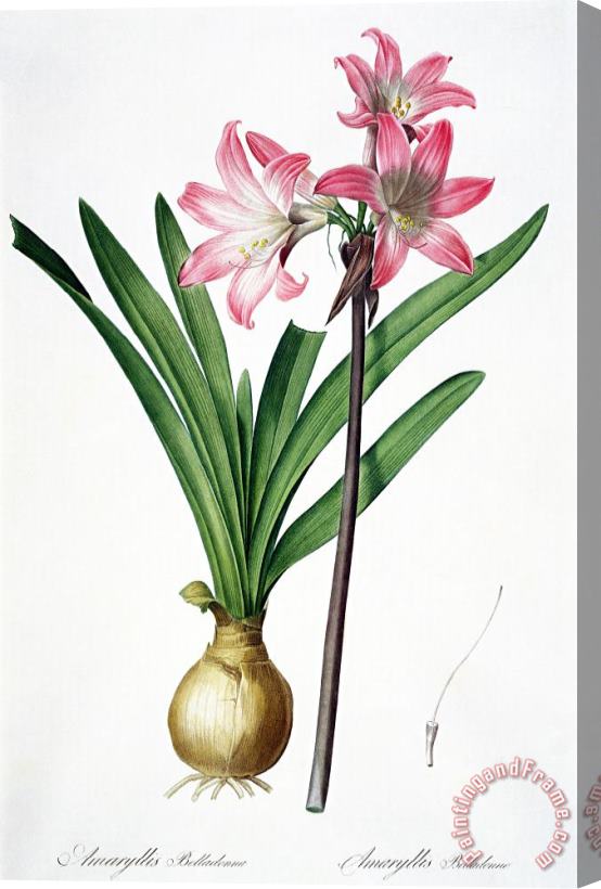 Pierre Joseph Redoute Amaryllis Belladonna From Les Liliacees Engraved By De Gouy Stretched Canvas Print / Canvas Art