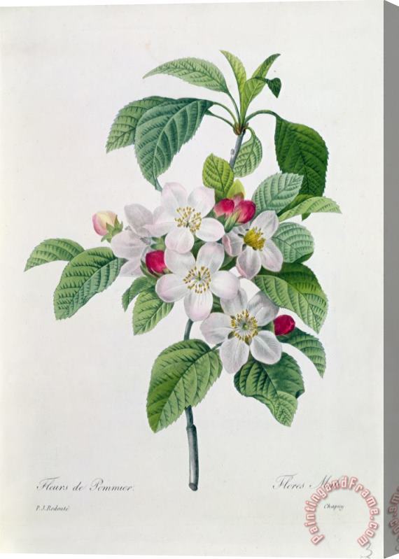 Pierre Joseph Redoute Apple Blossom Stretched Canvas Print / Canvas Art