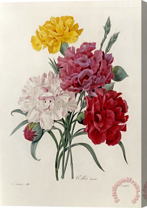 Pierre Joseph Redoute Carnations Stretched Canvas Painting / Canvas Art