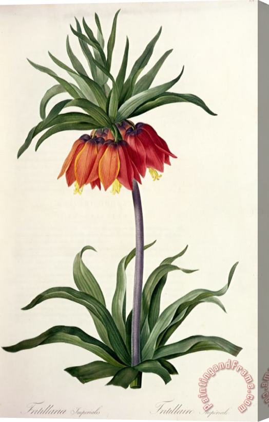 Pierre Joseph Redoute Fritillaria Imperialis Stretched Canvas Print / Canvas Art