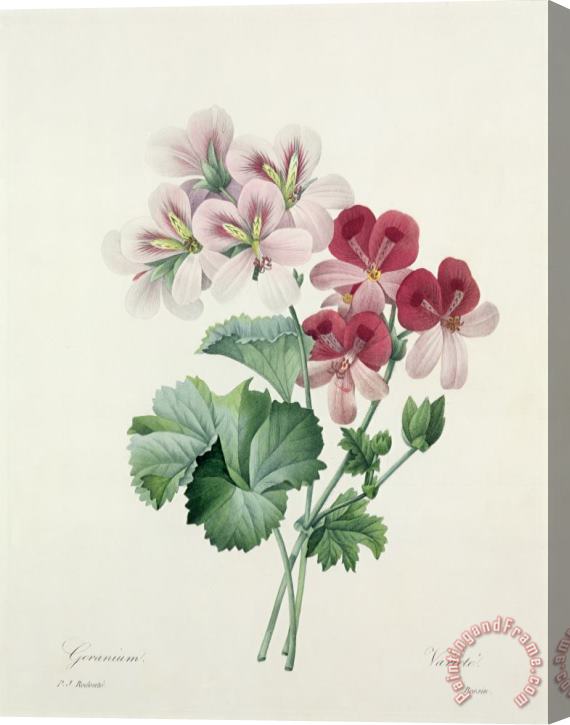 Pierre Joseph Redoute Geranium Variety Stretched Canvas Print / Canvas Art