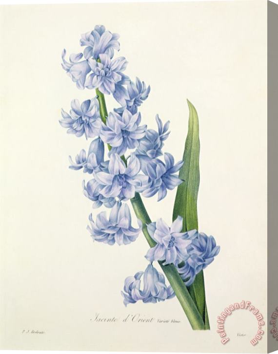 Pierre Joseph Redoute Hyacinth Stretched Canvas Painting / Canvas Art