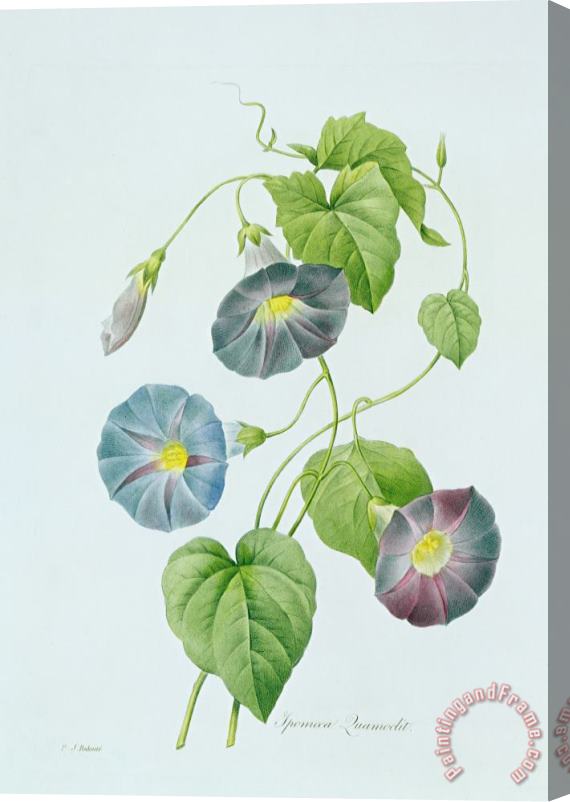 Pierre Joseph Redoute Morning Glory Stretched Canvas Painting / Canvas Art