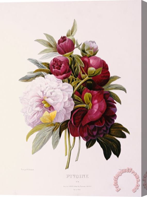 Pierre Joseph Redoute Peonies Engraved By Prevost Stretched Canvas Print / Canvas Art