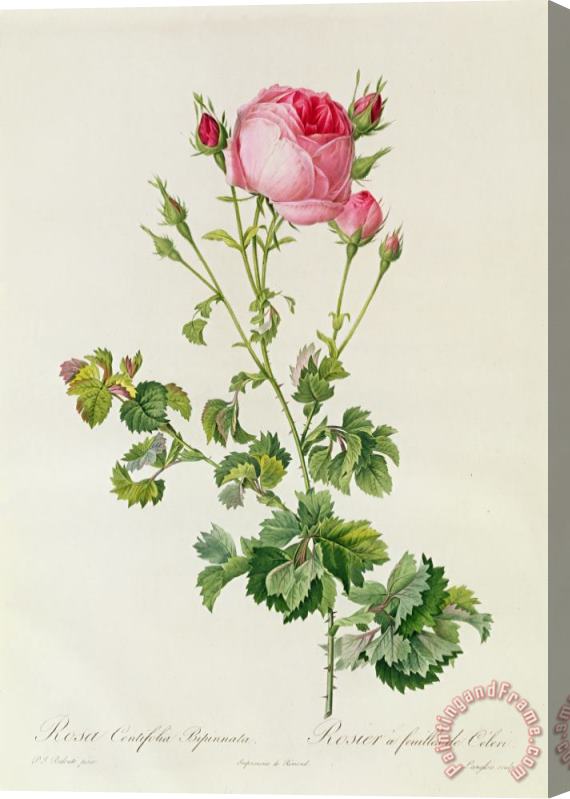 Pierre Joseph Redoute Rosa Centifolia Bipinnata Stretched Canvas Print / Canvas Art
