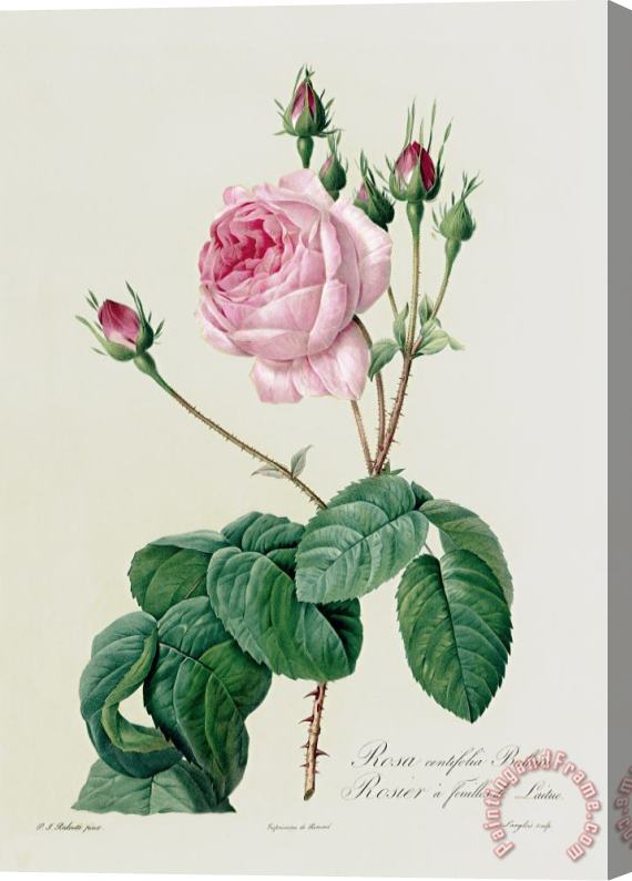 Pierre Joseph Redoute Rosa Centifolia Bullata Stretched Canvas Painting / Canvas Art