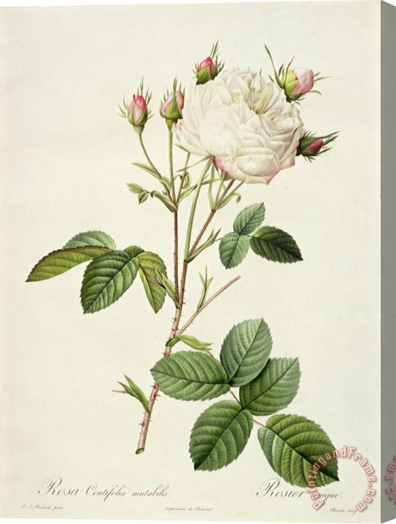 Pierre Joseph Redoute Rosa Centifolia Mutabilis Stretched Canvas Print / Canvas Art