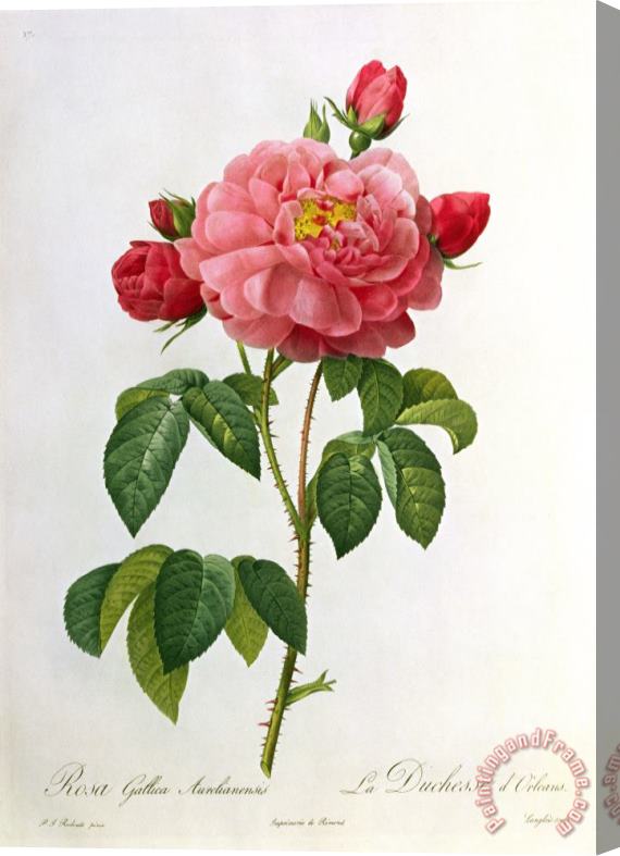 Pierre Joseph Redoute Rosa Gallica Aurelianensis Stretched Canvas Print / Canvas Art