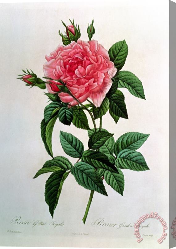 Pierre Joseph Redoute Rosa Gallica Regallis Stretched Canvas Print / Canvas Art