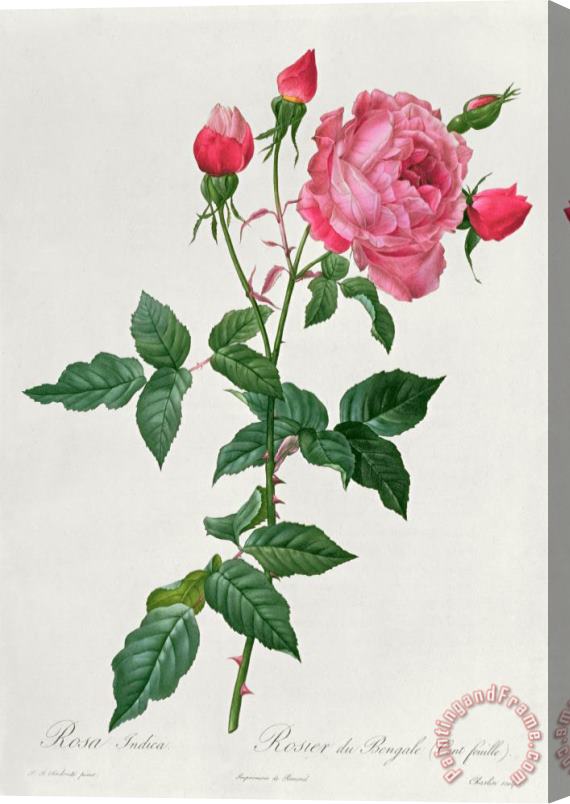 Pierre Joseph Redoute Rosa Indica Stretched Canvas Print / Canvas Art