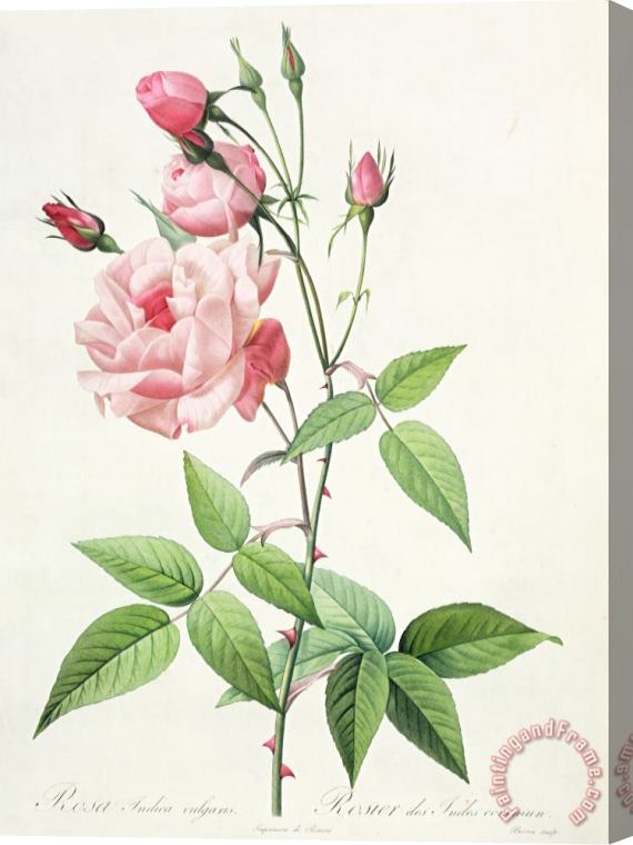Pierre Joseph Redoute Rosa Indica Vulgaris Stretched Canvas Painting / Canvas Art