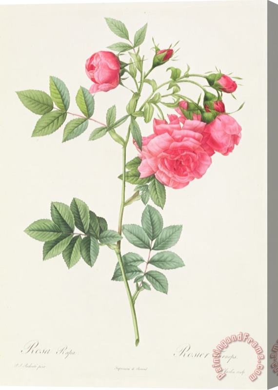 Pierre Joseph Redoute Rosa Pimpinellifolia Flore Variegato Stretched Canvas Print / Canvas Art