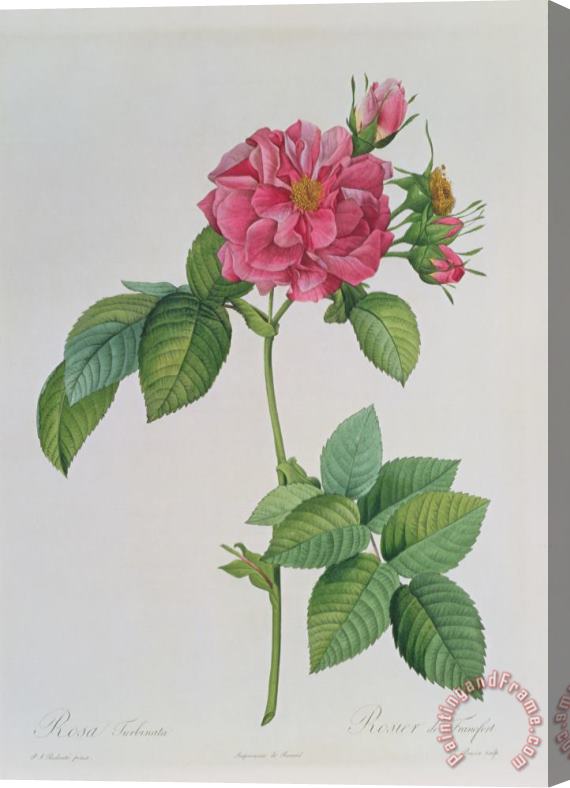 Pierre Joseph Redoute Rosa Turbinata Stretched Canvas Print / Canvas Art