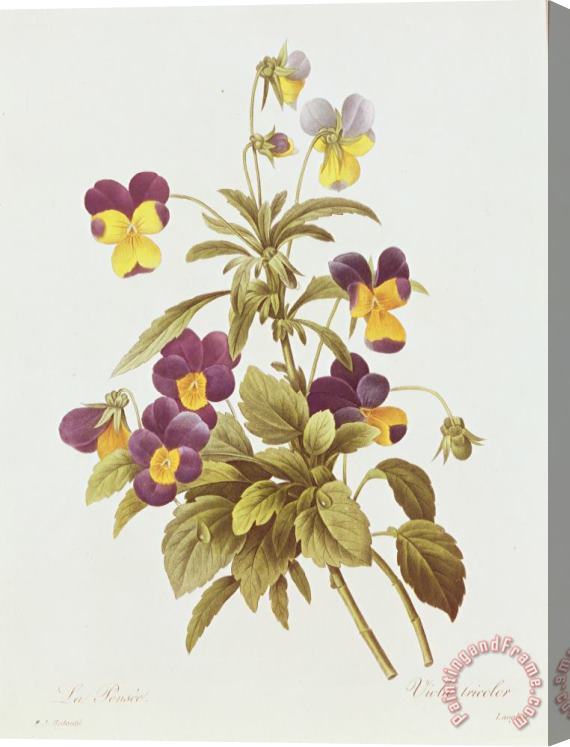 Pierre Joseph Redoute Viola Tricolour Stretched Canvas Painting / Canvas Art