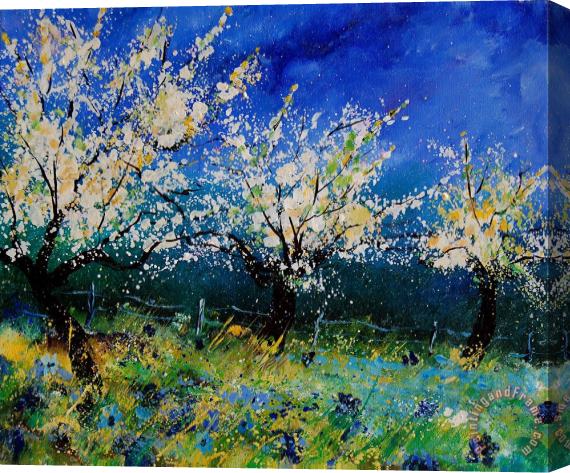 Pol Ledent Blooming appletrees 56 Stretched Canvas Print / Canvas Art
