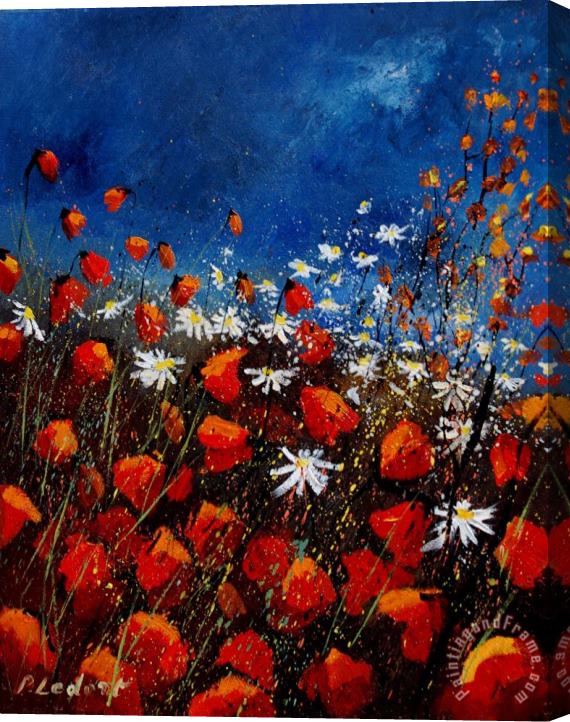 Pol Ledent Red Poppies 451108 Stretched Canvas Print / Canvas Art
