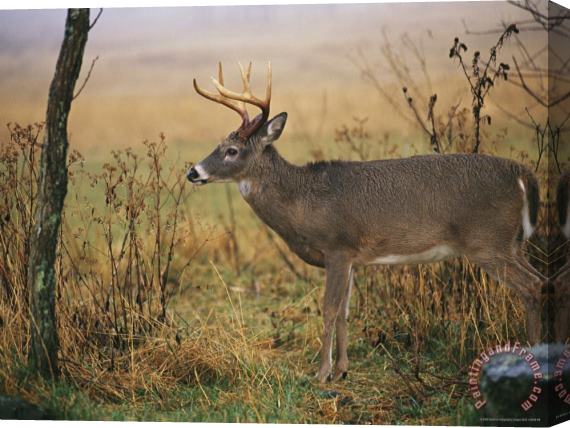 Raymond Gehman A 8 Point White Tailed Deer Buck on a Foggy Morning Stretched Canvas Painting / Canvas Art