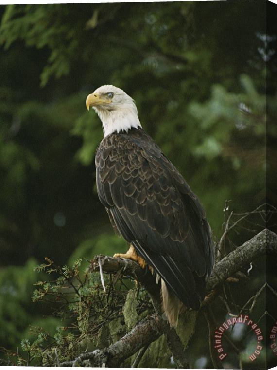 Raymond Gehman A Bald Eagle Perches Proudly on a Tree Branch Stretched Canvas Print / Canvas Art