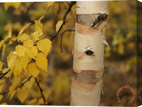 Raymond Gehman A Birch Tree Yellowed by The Autumn Season Stretched Canvas Print / Canvas Art