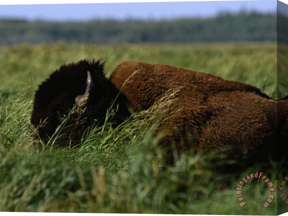 Raymond Gehman A Bison Is All But Hidden in Tall Grass Stretched Canvas Painting / Canvas Art