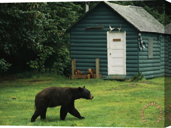Raymond Gehman A Black Bear Looks for a Meal on The Grounds of The Taku Glacier Lodge Stretched Canvas Painting / Canvas Art