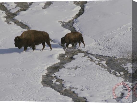Raymond Gehman A Buffalo Cow And Her Calf Cross a Stream in Snowy Yellowstone Stretched Canvas Painting / Canvas Art