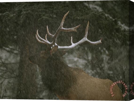 Raymond Gehman A Bull Elk in a Winter Storm Vermilion Lakes Banff National Park Stretched Canvas Print / Canvas Art