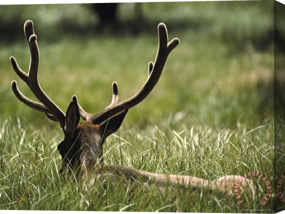 Raymond Gehman A Bull Elk Or Wapiti Its Antlers in Velvet Lying in a Grassy Field Stretched Canvas Print / Canvas Art