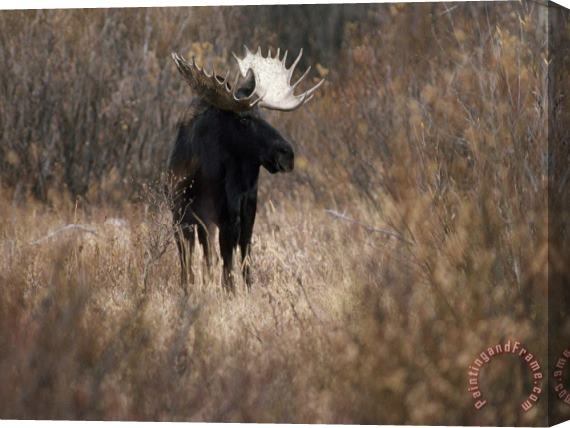 Raymond Gehman A Bull Moose Near The Snake River Stretched Canvas Print / Canvas Art
