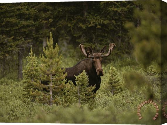 Raymond Gehman A Bull Moose Stops for a Photograph Near Paint Rock Lakes Stretched Canvas Print / Canvas Art