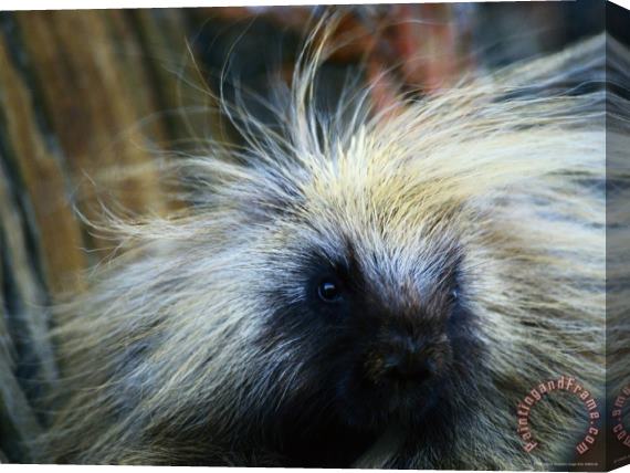 Raymond Gehman A Close Up of a Porcupine Stretched Canvas Painting / Canvas Art