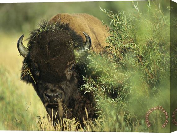 Raymond Gehman A Close Up View of an American Bison Covered with Grass Stretched Canvas Painting / Canvas Art