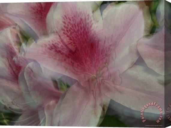Raymond Gehman A Close View of a Gently Swaying Azalea Blossom Stretched Canvas Painting / Canvas Art