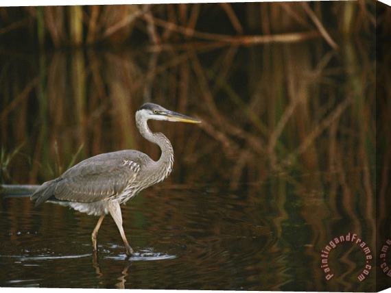 Raymond Gehman A Close View of a Great Blue Heron Stretched Canvas Print / Canvas Art