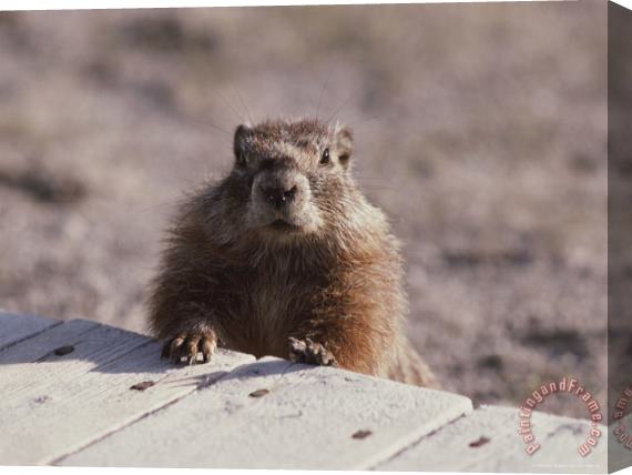 Raymond Gehman A Close View of a Yellow Bellied Marmot Yellowstone National Park Stretched Canvas Painting / Canvas Art