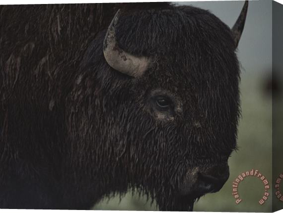 Raymond Gehman A Close View of an American Bison Wet with Rain Stretched Canvas Painting / Canvas Art