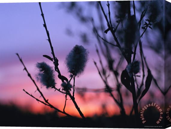 Raymond Gehman A Close View of Catkins of a Willow Shrub Near The Mackenzie River Stretched Canvas Print / Canvas Art