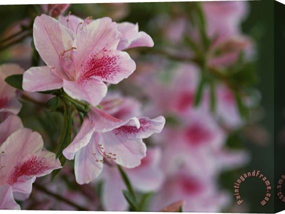 Raymond Gehman A Close View of Pink Azalea Blossoms Stretched Canvas Print / Canvas Art