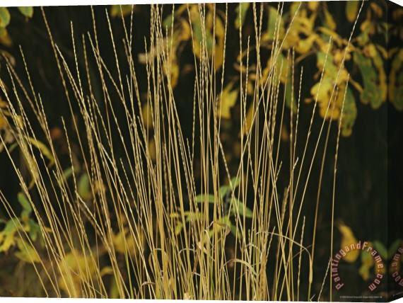 Raymond Gehman A Close View of Sedges Stretched Canvas Print / Canvas Art