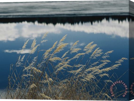 Raymond Gehman A Clump of Grasses Is Framed by Reflections of Sky And Trees in The Lake Stretched Canvas Print / Canvas Art