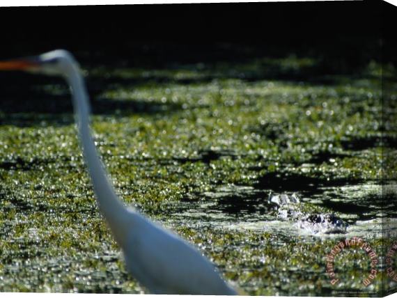 Raymond Gehman A Common Egret Wades Past an American Alligator Floating Nearby Stretched Canvas Print / Canvas Art