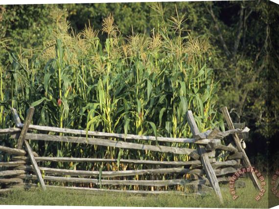 Raymond Gehman A Cornfield in Fort Frederick State Park Stretched Canvas Print / Canvas Art