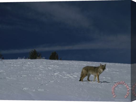 Raymond Gehman A Coyote in The Snow Yellowstone National Park Wyoming Stretched Canvas Painting / Canvas Art