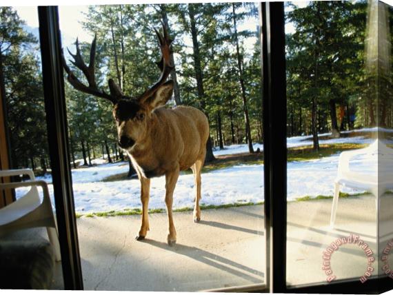 Raymond Gehman A Curious Mule Deer Peers Inside a Hotel Room in Banff Stretched Canvas Print / Canvas Art