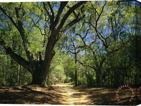 Raymond Gehman A Dirt Road Through a Forest Passes a Large Tree with Spanish Moss Stretched Canvas Painting / Canvas Art