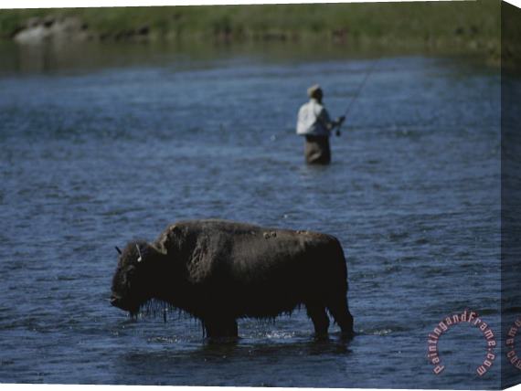 Raymond Gehman A Fisherman And Buffalo Share Water Space in The Yellowstone River Stretched Canvas Painting / Canvas Art