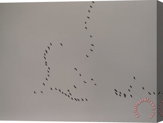 Raymond Gehman A Flock of Tundra Swans Fly Above The Mackenzie River Stretched Canvas Painting / Canvas Art