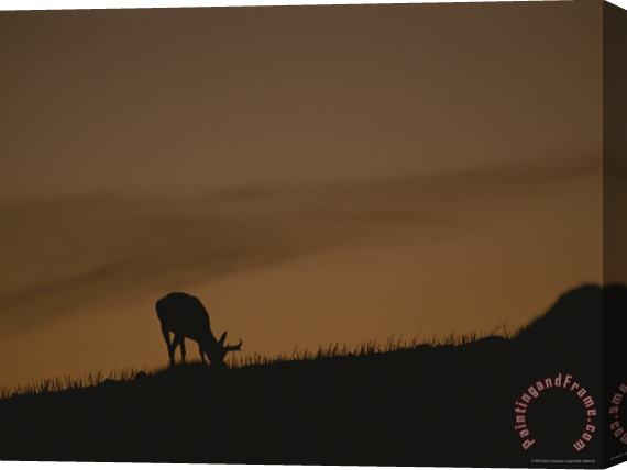 Raymond Gehman A Grazing Pronghorn Silhouetted Against The Evening Sky Stretched Canvas Print / Canvas Art